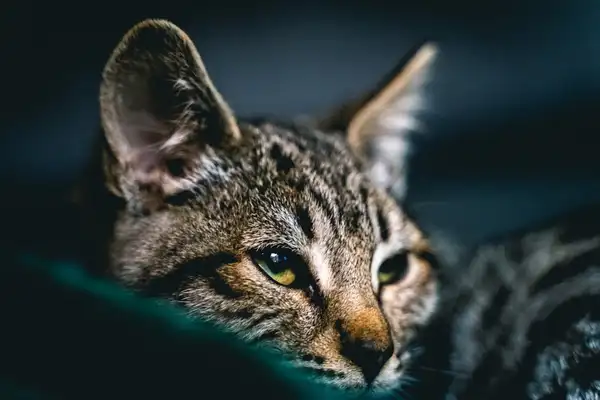 Savannah