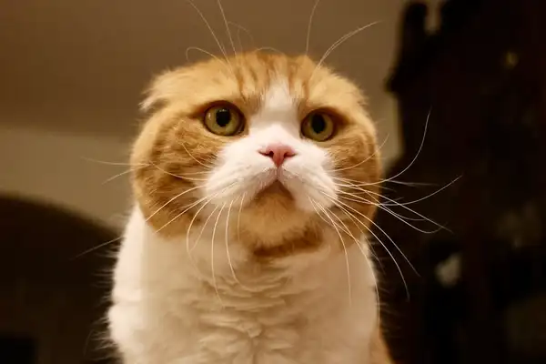 苏格兰折耳猫 图集 4