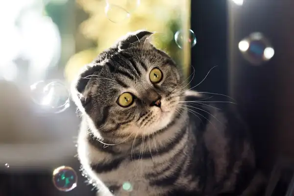 苏格兰折耳猫 图集 5