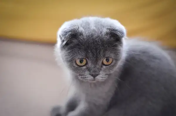苏格兰折耳猫
