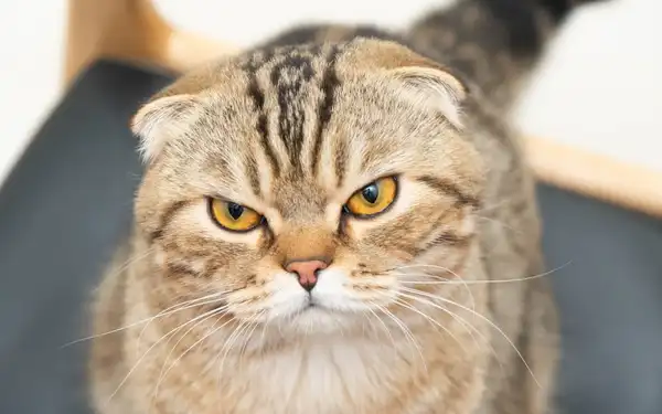苏格兰折耳猫 图集 3