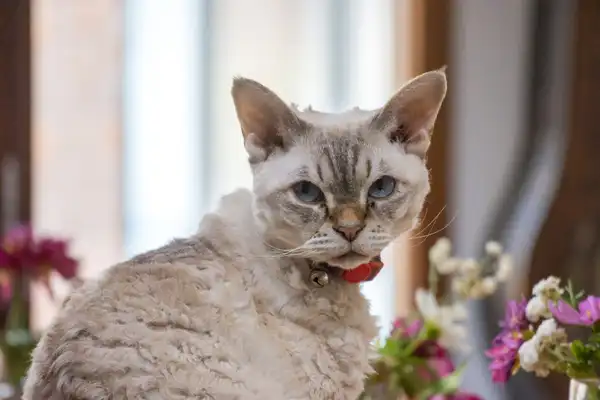 Selkirk Rex photo 7