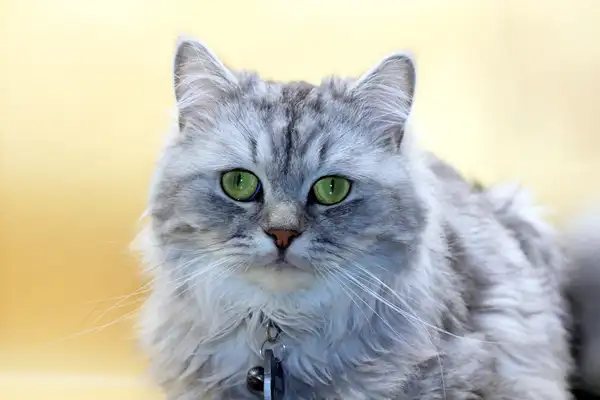 Selkirk Rex