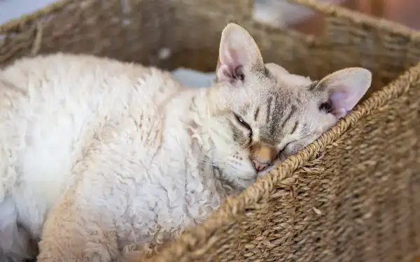 Selkirk Rex photo 2