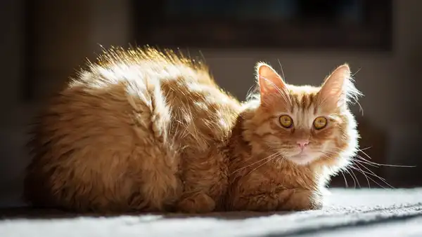 Selkirk Rex photo 5