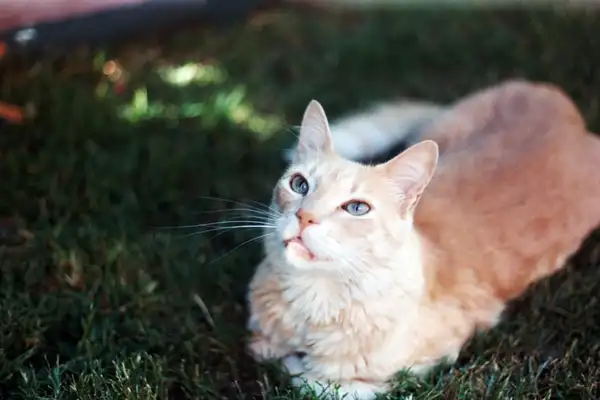 Selkirk Rex photo 8