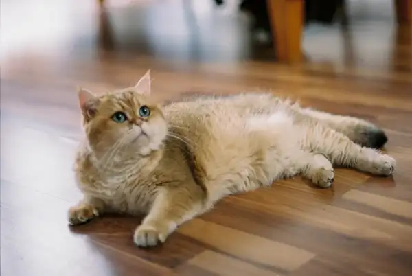 Selkirk Rex photo 4
