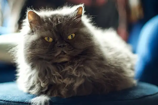 Selkirk Rex photo 3
