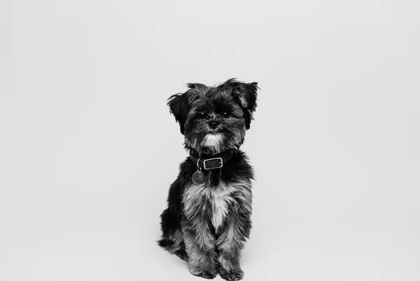 西施犬 图集 7