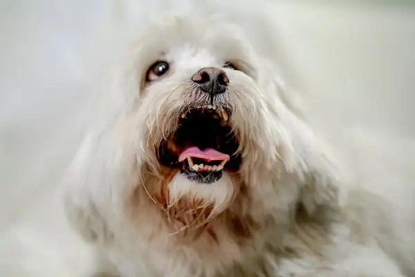 西施犬
