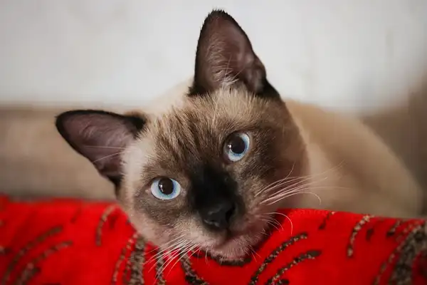暹罗猫 图集 3