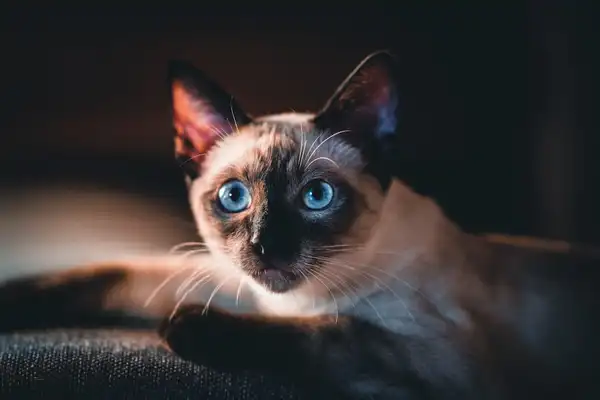 暹罗猫 图集 4