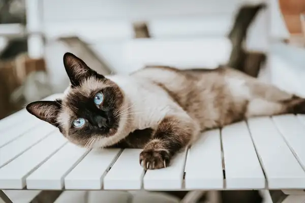 暹罗猫 图集 2