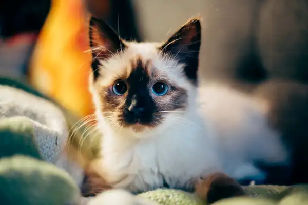 暹罗猫