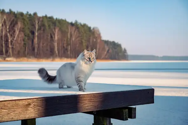 西伯利亚森林猫 图集 5
