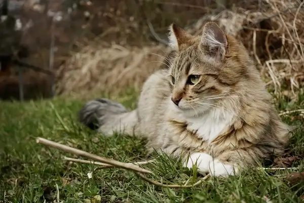 西伯利亚森林猫 图集 4