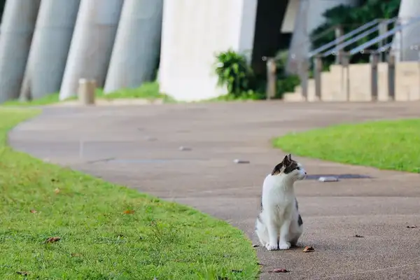 Singapura photo 8