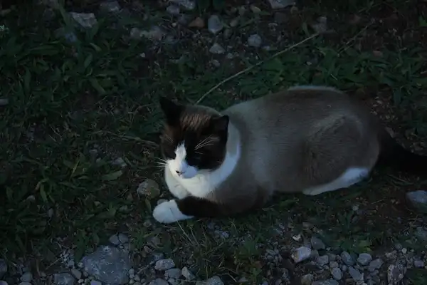 Snowshoe photo 3