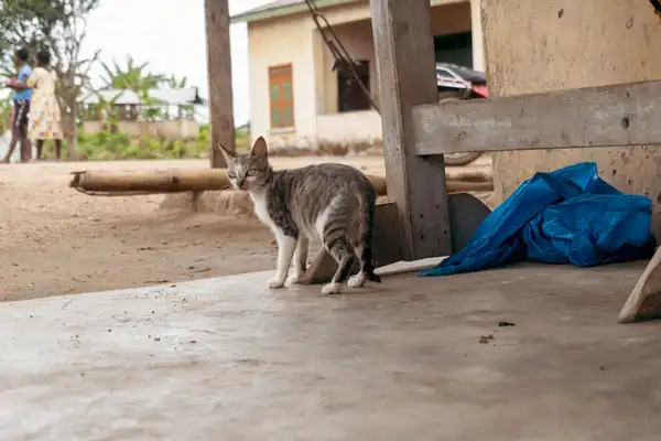 Somali photo 8