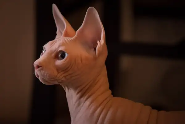 无毛猫 图集 2