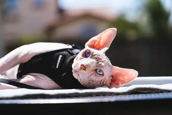 无毛猫 图集 3