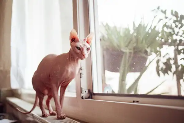 无毛猫 图集 5