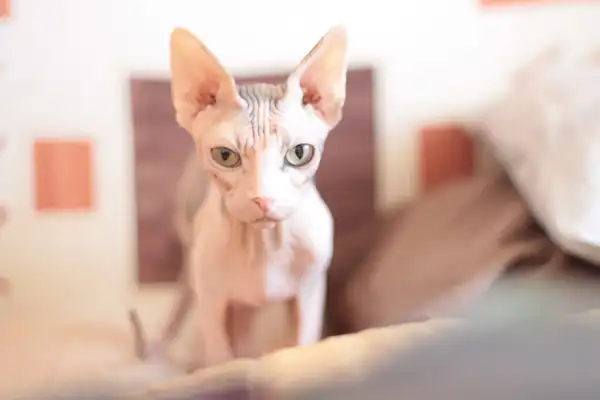 无毛猫 图集 4
