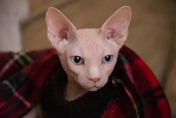 无毛猫