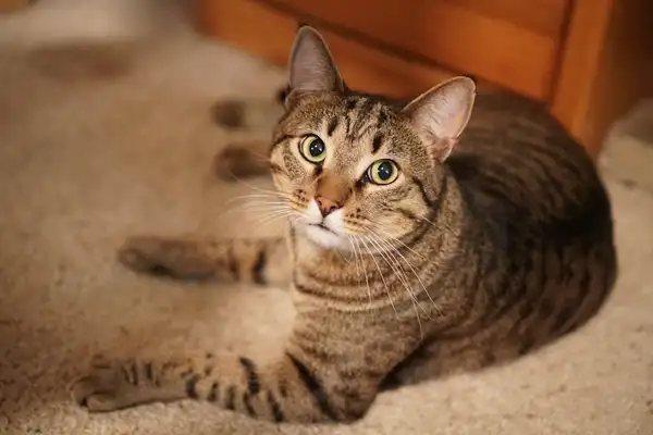 Toyger