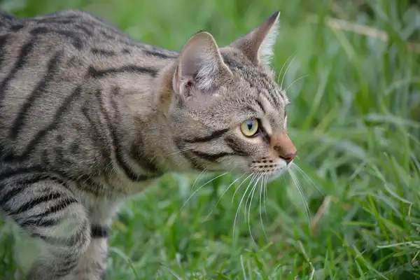 Toyger photo 4
