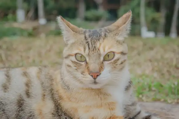 Toyger photo 7