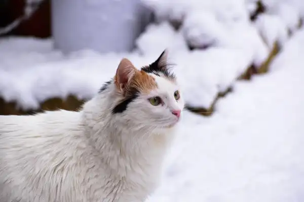 Turkish Van photo 8