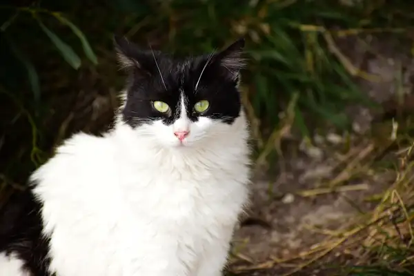 Turkish Van photo 6
