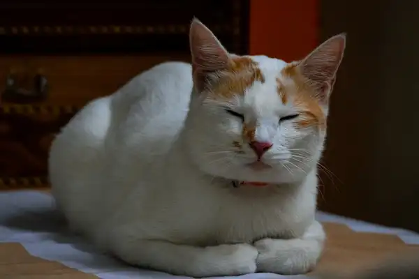 Turkish Van photo 5