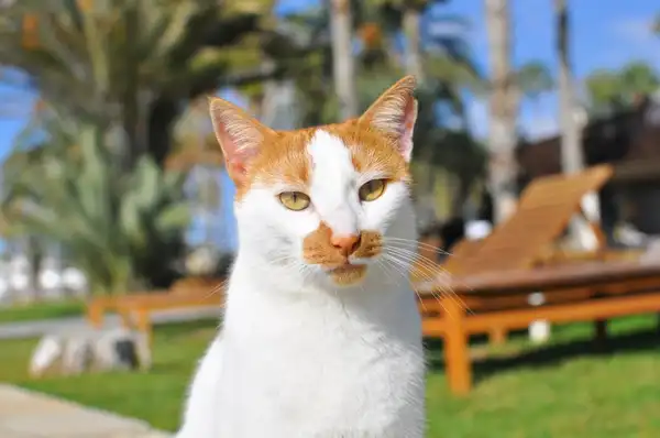 Turkish Van