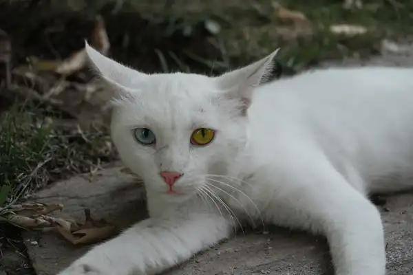 Turkish Van photo 2