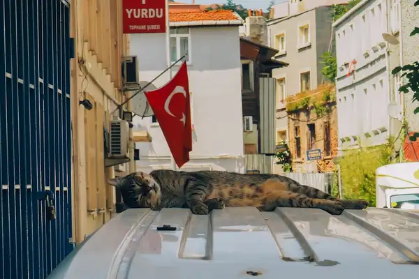 Turkish Van photo 4