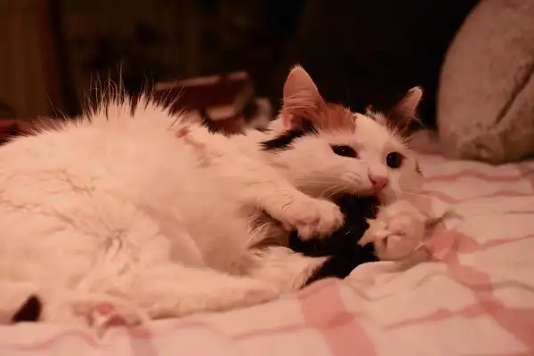 Turkish Van photo 3